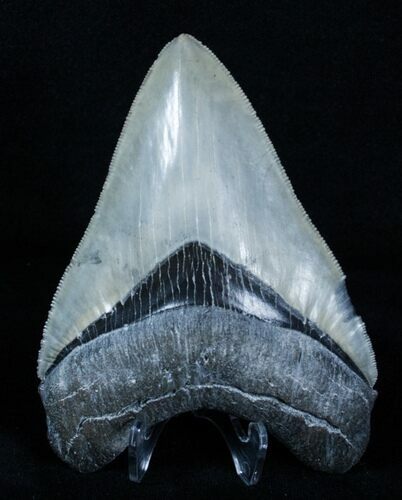 Inch Venice, Florida Megalodon Tooth #3787